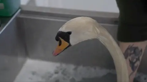 Swan being cleaned of oil at The Swan Sanctuary