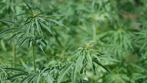 Shaun Whitmore/BBC Green hemp crop growing in a field on a sunny day.