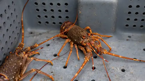 Getty Images Two orange coloured lobsters in a grey plastic pot.