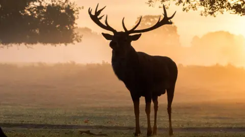 Getty Images A silhouette of a stag surrounded by trees in the morning sunlight and mist. 