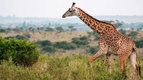 Getty Images A Masai giraffe with leaf-shaped pattern on its body walks through grassland