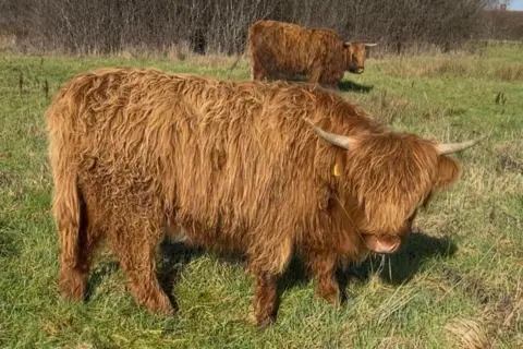 Jules Two woolly brown cows with horns in a field.