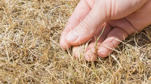 Getty Images A hand feels brown, dry grass