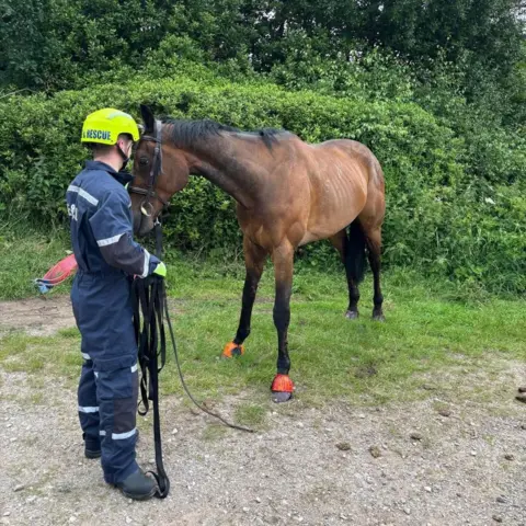 Staffordshire Fire & Rescue Service The horse stands on the ground after being rescued. A fire fighter with an "Animal Rescue" yellow helmet and blue overalls stands next to it. There are bushes and trees in the background.