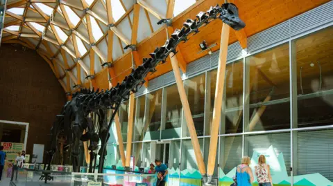 Reel Master Production A replica dinosaur skeleton which is dark in colour and behind it is glass windows and a wooden-framed arched ceiling. 