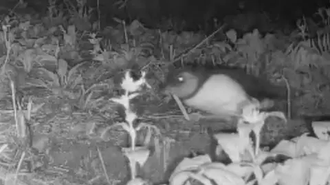 Copeland Island Bird Observatory Black and white image of a puffling - a small black and white bird - making its way through short 