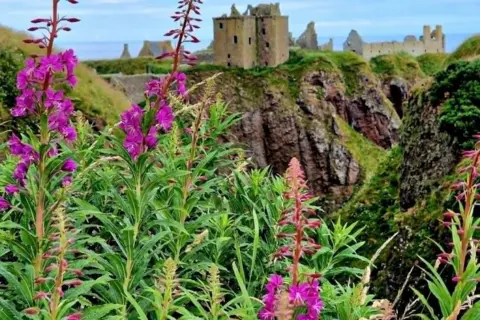 Victoria Apostol Purple flowers in the foreground, and the remains of an old castle - Dunnottar - in the distance, on the top of a cliff.