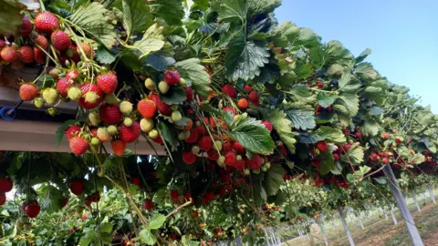 Kemps Farm Strawberries growing on table tops outside. They are a range of white and red berries from large green plants