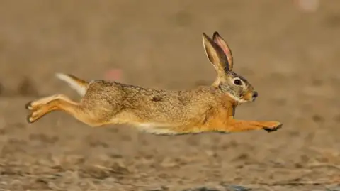 A close up image of a hare running across a field