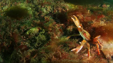 A crab stands on top of a maerl bed. Its claws are held up in the air. The maerl bed is covered in algae and instead of being pink is brown and green.
