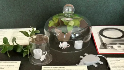 Bowood House Inside an exhibition case, with a couple of glass beakers and fake mint, mice and candles