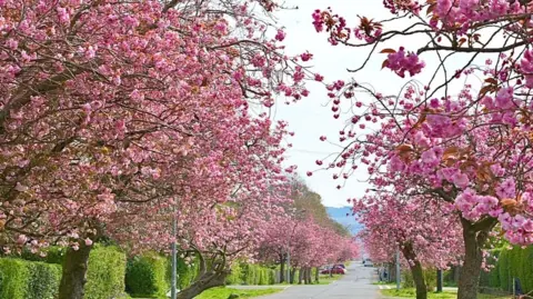 Charlie McGinn A row of trees in Helensburgh, showing all the cherry blossom on them.