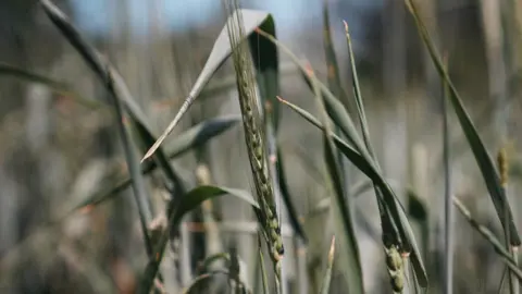 John Fairhall/BBC An image of a wheat crop crowing in a large agricultural field on a sunny day.