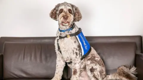 Batsonelli Photography Rafa the support dog is sitting on a brown leather sofa. He is a white and brown labradoodle wearing a blue support dog vest.