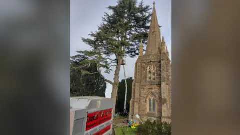 North Petherton Council A portrait picture of a huge tree on the left. On the right, there's a church spire which the tree reaches above. It's got a cherry picker next to it and is being cut down.