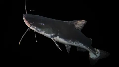 UN A dark grey cat fish fish with a white underbody, and green/silvery side body and caudal fin shape