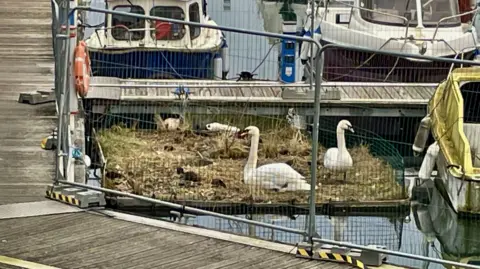 Supplied Swans Bonnie and Bruce surrounded by their cygnets on a floating platform where they nested last year. it is a small square-shaped raft covered in twigs. there are boats next to it and it is fenced off. 