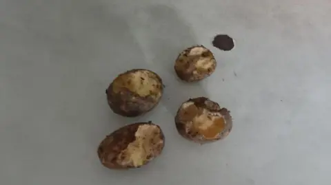 Trafford Council A close up photo showing four small potatoes which have been gnawed by an animal. 