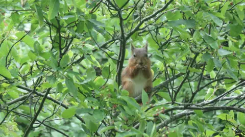 NEIL INGLIS A red squirrel sitting on a tree branch amongst green leaves eating a peanut. The squirrel is small, red and fluffy. Its ears are pricked up and its arms are towards its mouth.