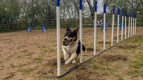 Jessica Gibson Zola the black and white collie weaving in between a row of poles during an agility competition