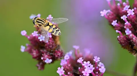 A closeup of a yellow and black hoverfly sitting on a pink flower