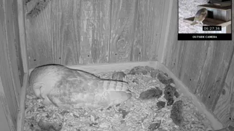 National Trust A black and white screengrab from the live stream. It shows a barn owl inside the birdbox which is covering its eggs. Voles are strewn across the inside of the box. The barn owl is sleeping. An image in the top right corner shows the outside of the wooden bird box. A second barn owl is visible perching at the door.