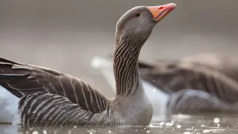 A greylag goose sitting in water. The bird has feathers of different shades of grey and an orange beak. It has its head slightly raised up and there is another goose just visible behind it.