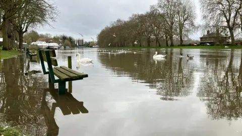Swans swim near park benches and boats can be seen in the background