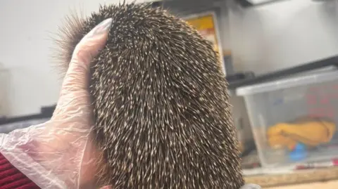 Castleford Hedgehog Rescue A hedgehog facing away from camera, back covered in spines. A person is holding the hedgehog while wearing a plastic glove.