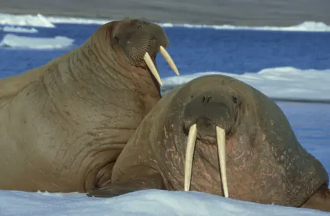 Getty Images - Doug Allan Two walruses resting on sea ice beside open water, showing long tusks and wrinkled brown skin in a polar coastal setting.