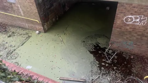 Toby Friedner/BBC Green standing water in a brick subway under a dual carriageway with a piece of wood floating in it.