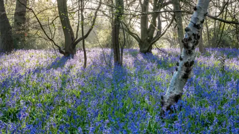 David Brown Old Park Wood, Harefield