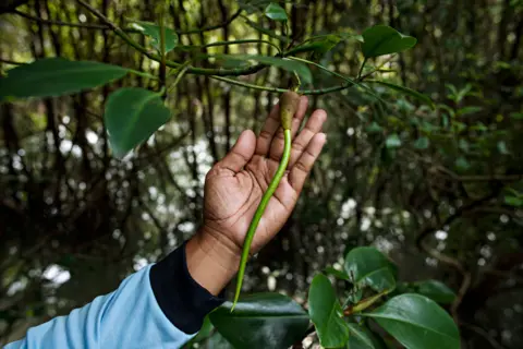 Giacomo d'Orlando A person holds a mangrove tree branch in Demak Regency, Indonesia