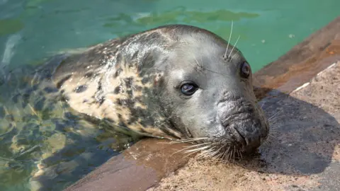 PA Media A seal resting its head on the edge of a pool, looking towards the camera.