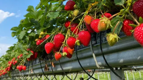 Tod Bulmer A row of strawberry plants on a long metal structure raised about the ground. The bright blue skies are visible.
