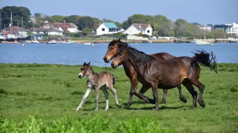 Two brown horses and a foal are running across green grass. Behind you can see a body of water and on the far bank are white houses. There are several boats in the water and the sun is shining. 