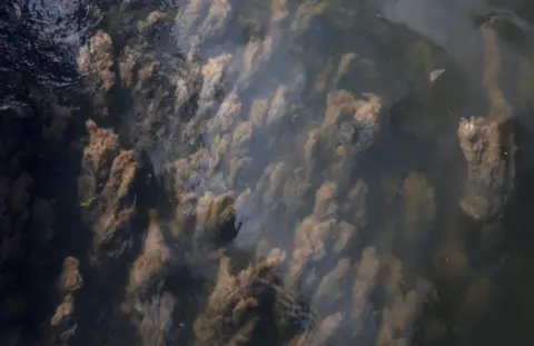 Reuters Clouds of brown algae in a waterway. 