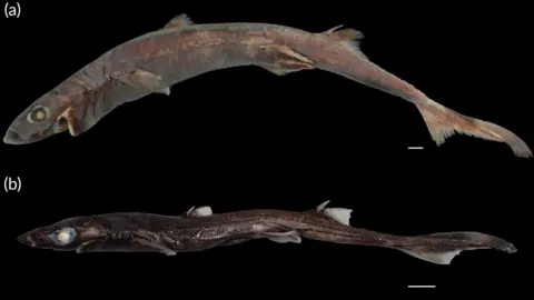 355fa940-ae4a-11f0-8ab7-c1aa2c5b0873.jpg An almond-sized crab and a small lantern shark were found in the deep sea