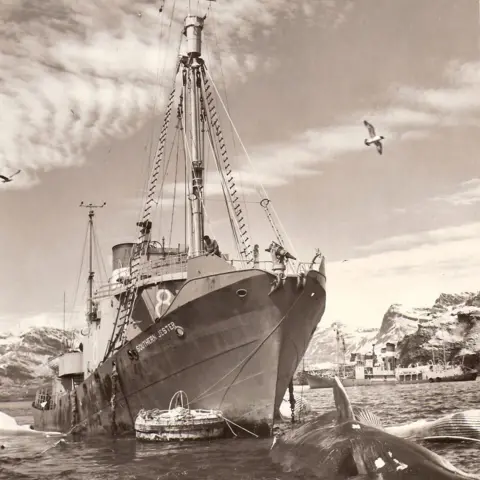 South Georgia Museum A black and white photo of a whaling ship close to shore in South Georgia. A large, dead whale is in the water in the foreground of the image.