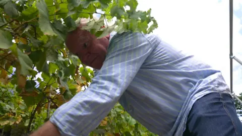 BBC News A low-angle photograph looks through grapevine leaves as Tony Coleman works among the vines. Tony is leaning forward between the vines, tending the grape clusters hidden among the leaves. He is wearing a light blue shirt with fine vertical stripes. Several bunches of pale green grapes are visible near the lower left corner, partially shaded by the leaves above.