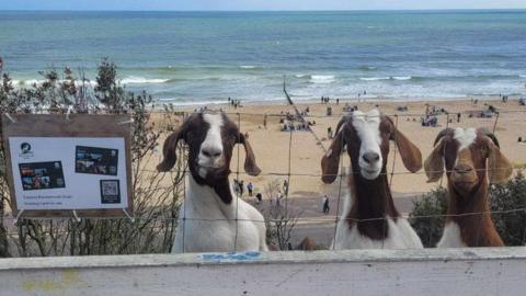Three brown and white goats with their faces at the fence and Bournemouth's sandy beach and sea behind