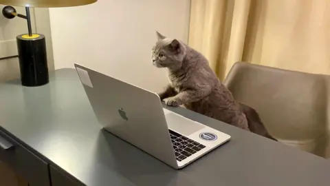 Jerry, a grey cat standing on a chair with his paws on a desk in front of a laptop