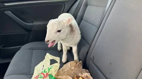 Police Scotland A lamb standing in the back seat of a car next to a back of chips and a carrier bag 