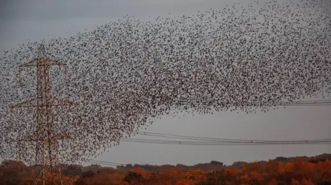 Getty Images A murmuration of starlings - a large flock of birds - pictured against the skyline. An electricity pylon can also be seen, and a view of trees.