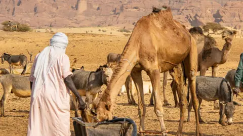 A herder wearing a turban and light gown with his back to the camera at a water well, along with several camels and donkeys 