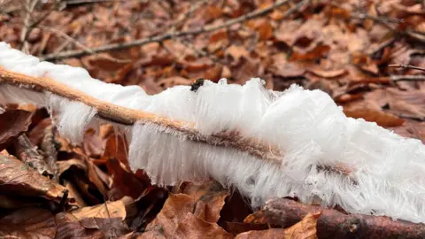 Melanie Warburton Hair ice on a branch on the ground. There are brown leaves surrounding it.