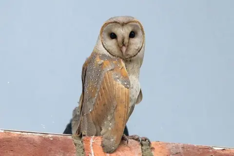 Getty Images A barn owl perched on some bricks and appearing to look directly at the camera