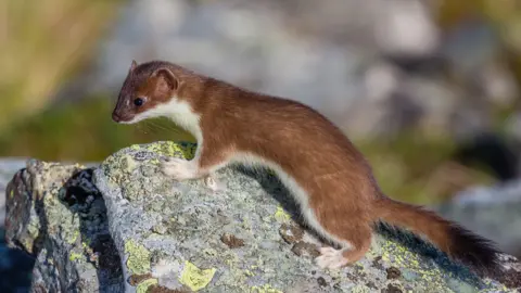 Stoat on a rock