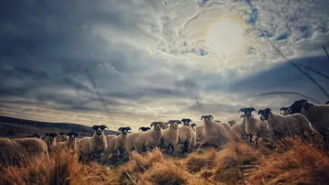 Hazel Hood A group of sheep standing in tall, golden grass under a dramatic cloudy sky, with bright sunlight breaking through above them.