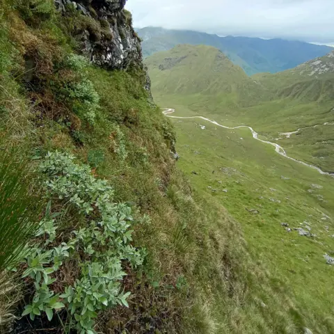 Ellie Corsie A small tree growing on the side of a steep slope in Lochaber